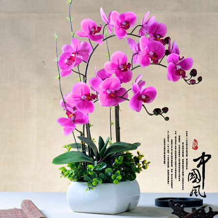 搬家花卉推荐