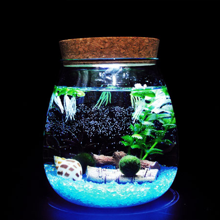 微景观海洋生态瓶